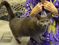 click for enlarge 1122 X 870 289.0 Kb picture