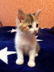 click for enlarge 336 X 448  25.4 Kb picture