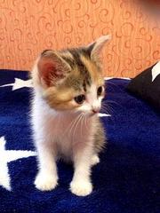 click for enlarge 336 X 448  26.2 Kb picture