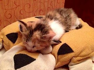 click for enlarge 448 X 336  26.3 Kb picture