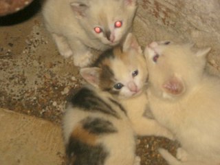 click for enlarge 604 X 453  37.2 Kb picture