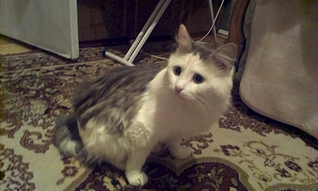 click for enlarge 1920 X 1149 112.3 Kb picture