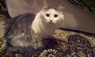 click for enlarge 1920 X 1149 118.8 Kb picture