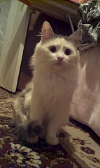 click for enlarge 1552 X 2592 193.4 Kb picture