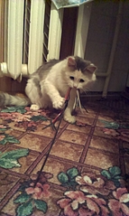 click for enlarge 1552 X 2592 255.0 Kb picture