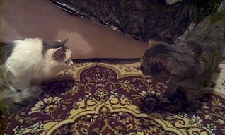 click for enlarge 1920 X 1149 146.1 Kb picture