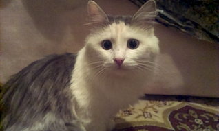 click for enlarge 1920 X 1149 979.5 Kb picture