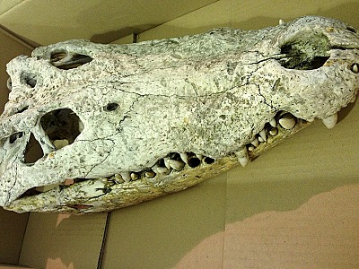 Зубы отсутствуют у черепах крокодилов. Deinosuchus скелет. Скелет крокодила. Череп крокодила. Череп древнего крокодила.