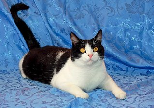 click for enlarge 604 X 424 65.6 Kb picture