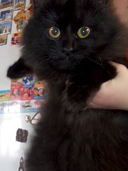 click for enlarge 1200 X 1600 226.4 Kb picture