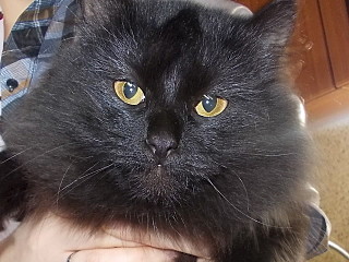 click for enlarge 1280 X 960 301.1 Kb picture