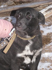 click for enlarge 1920 X 2560 344.3 Kb picture