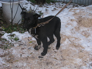 click for enlarge 1920 X 1440 710.3 Kb picture