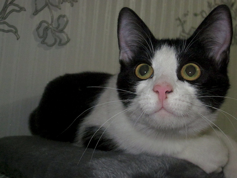 click for enlarge 1920 X 1440 599.3 Kb picture