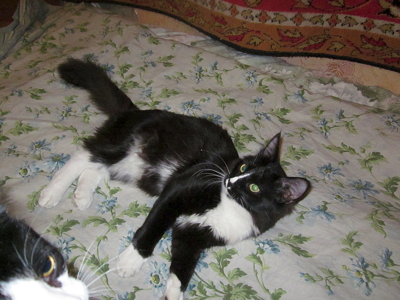 click for enlarge 1920 X 1440 691.3 Kb picture