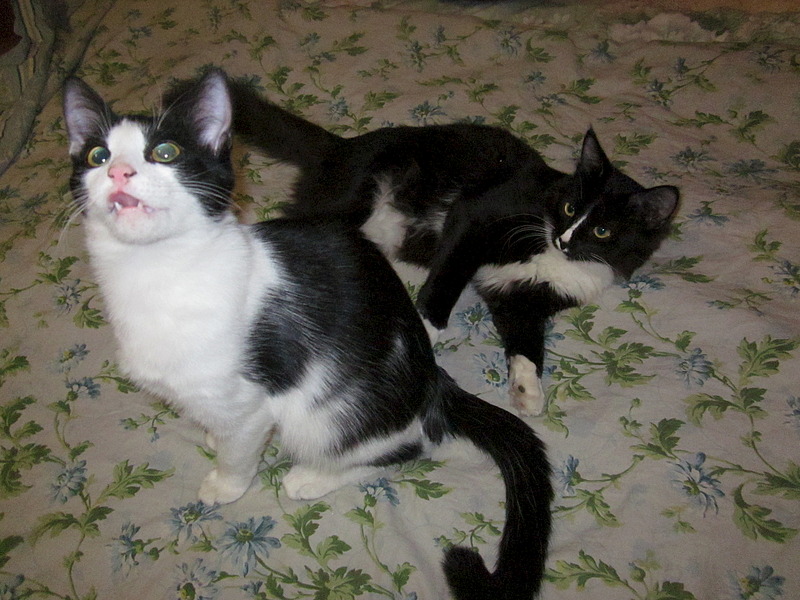 click for enlarge 1920 X 1440 701.4 Kb picture