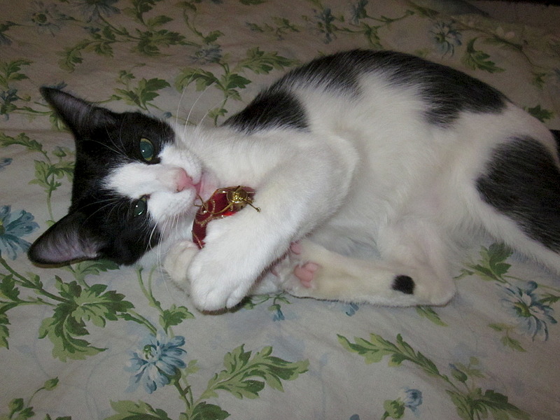 click for enlarge 1920 X 1440 608.4 Kb picture