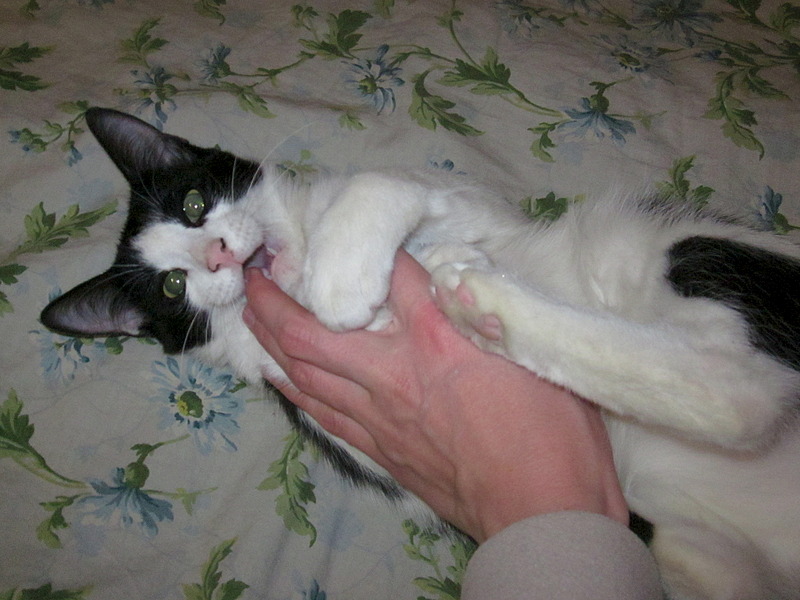 click for enlarge 1920 X 1440 570.1 Kb picture