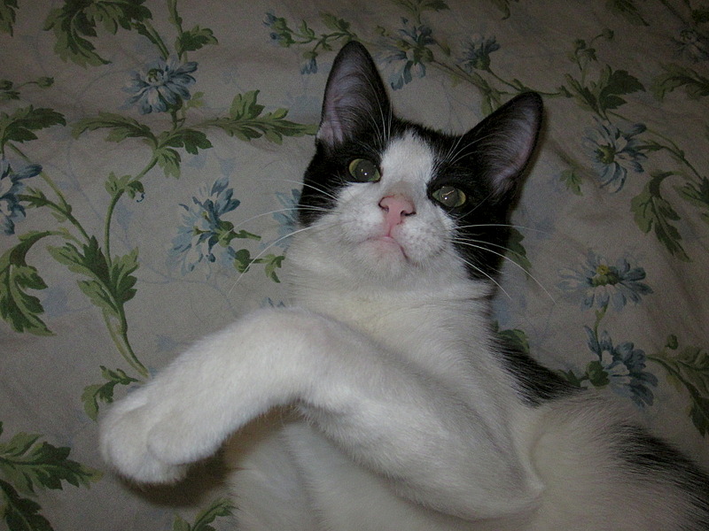 click for enlarge 1920 X 1440 702.4 Kb picture