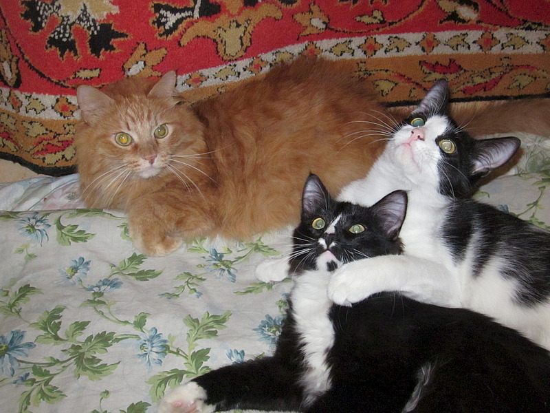 click for enlarge 1920 X 1440 707.2 Kb picture