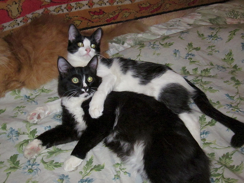 click for enlarge 1920 X 1440 716.9 Kb picture