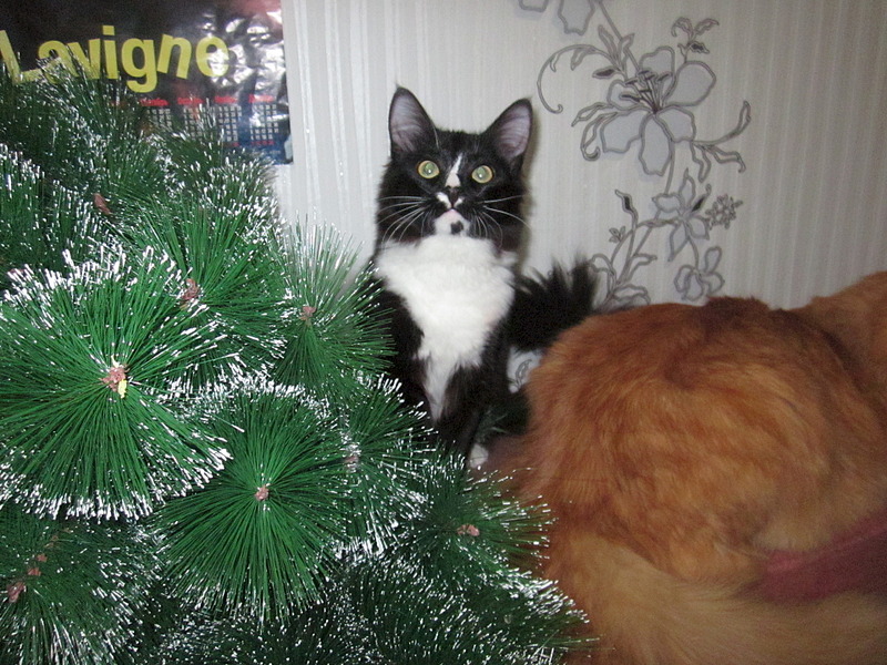 click for enlarge 1920 X 1440 838.9 Kb picture