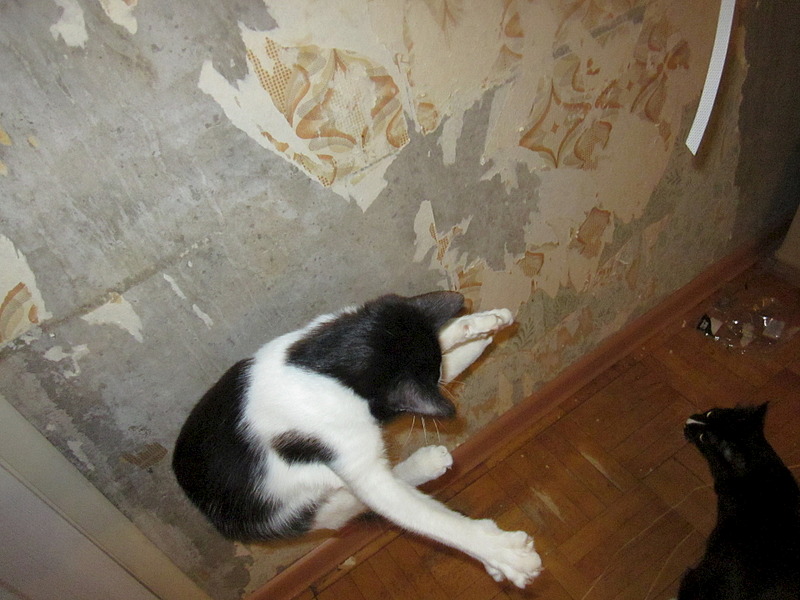 click for enlarge 1920 X 1440 591.3 Kb picture