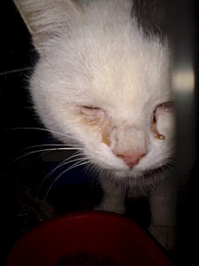 click for enlarge 450 X 600 46.9 Kb picture