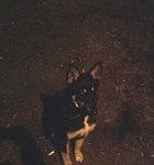 click for enlarge 422 X 451 11.2 Kb picture