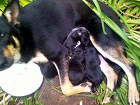 click for enlarge 1280 X 960 206.4 Kb picture