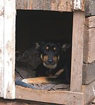 click for enlarge 917 X 1024 191.0 Kb picture