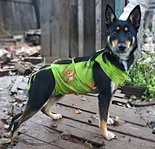 click for enlarge 1515 X 1464 619.9 Kb picture