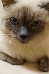 click for enlarge 1920 X 2889 940.8 Kb picture
