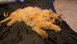 click for enlarge 1920 X 1093 609.9 Kb picture