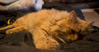 click for enlarge 1920 X 1006 533.9 Kb picture