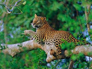 click for enlarge 600 X 450  66.3 Kb picture