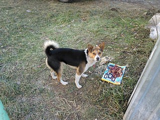 click for enlarge 1630 X 1222 891.2 Kb picture