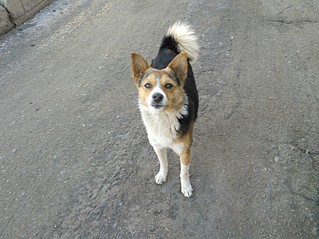 click for enlarge 1630 X 1222 570.2 Kb picture