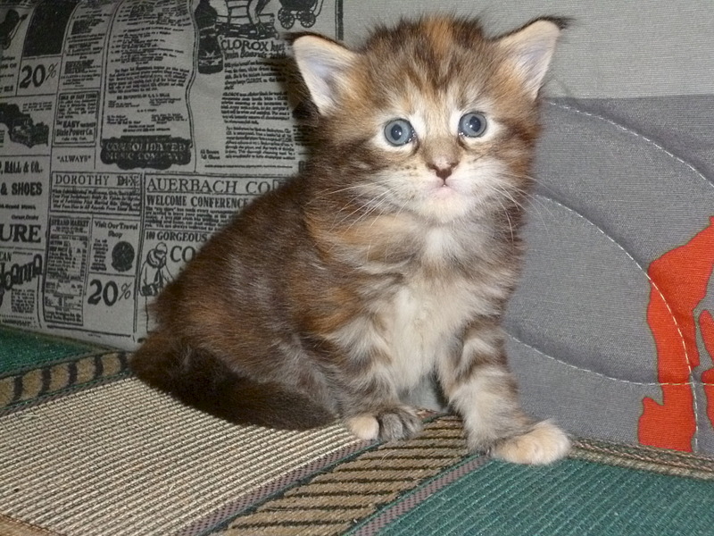 click for enlarge 1920 X 1440 690.8 Kb picture