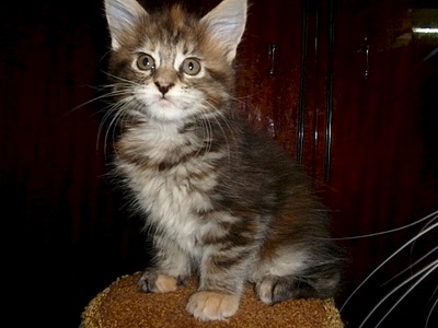 click for enlarge 1920 X 1440 453.6 Kb picture