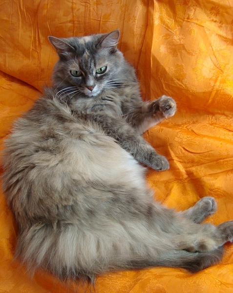 click for enlarge 1500 X 1883 231.8 Kb picture