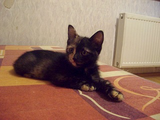 click for enlarge 1920 X 1440 467.3 Kb picture