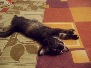 click for enlarge 1920 X 1440 563.5 Kb picture