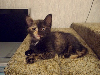 click for enlarge 1920 X 1440 621.4 Kb picture