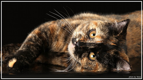 500 x 281 500 x 464 Питомник 'BoldirevAlex',цветные Британские кошки У нас есть МАЛЫШИ!
