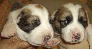 1007 X 542 81.5 Kb 868 X 497 64.0 Kb 996 X 386 54.4 Kb   