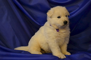 1920 X 1280 374.0 Kb     , 