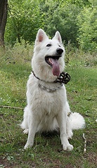 466 X 805 232.2 Kb     , 