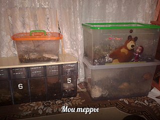 807 X 605 89.2 Kb А у кого дома живут ахатины?
