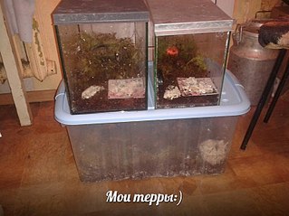 807 X 605 87.0 Kb 807 X 605 89.2 Kb А у кого дома живут ахатины?